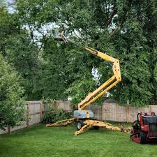 Best Sod Installation  in Orem, UT