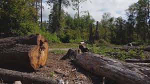 Best Tree Trimming and Pruning  in Orem, UT