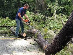 Best Root Management and Removal  in Orem, UT