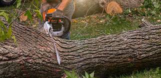  Orem, UT Tree Removal Pros