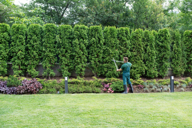Best Leaf Removal  in Orem, UT