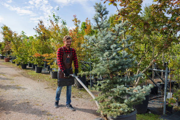 Best Utility Line Clearance  in Orem, UT