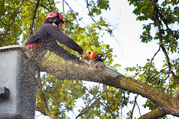 Reliable Orem, UT Tree Removal Solutions