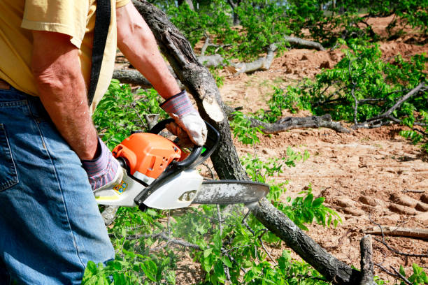 Best Tree and Shrub Care  in Orem, UT